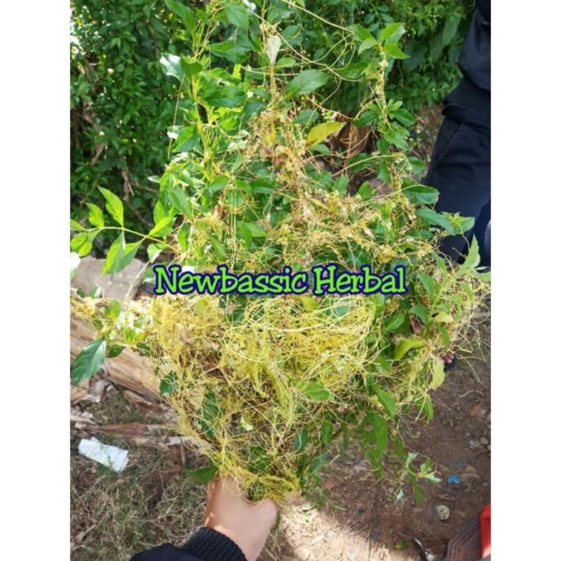 Jual Benalu Tali Putri Herbal Hasil Kebun Sendiri Shopee Indonesia