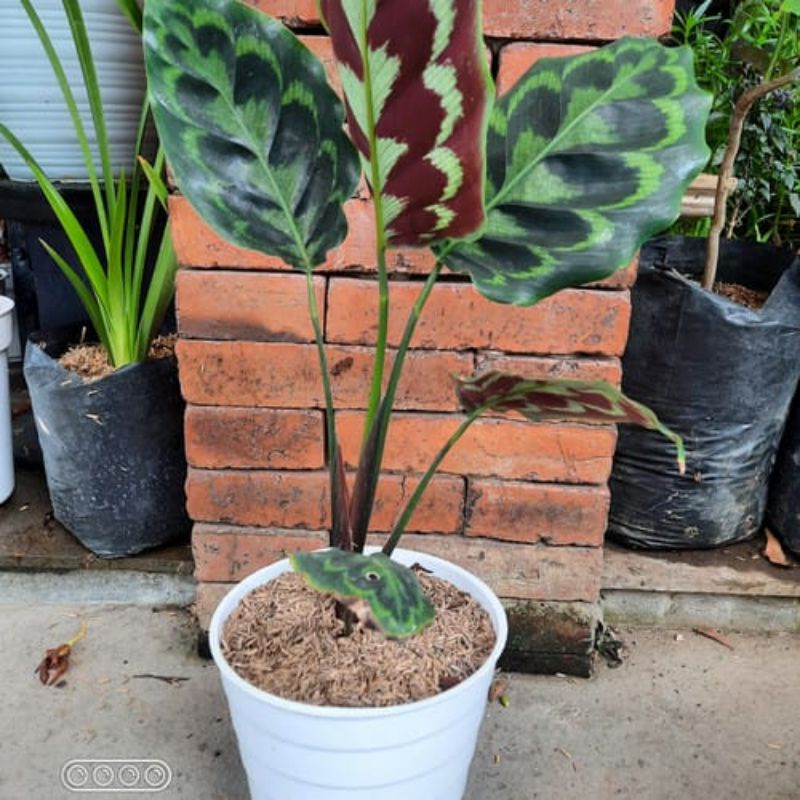dracaena lemon Lemon Lime Cane: Dracaena Fragrans - 8