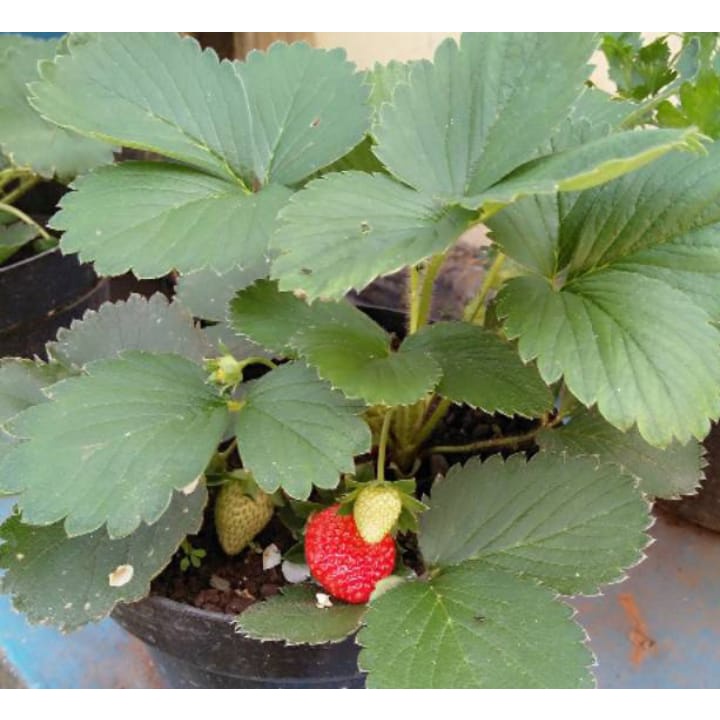 paket hemat 3pcs 7pcs 10pcs bibit strawberry JUMBO benih strawberry mencir JUMBO manis berbuah besar COD(harap baca deskripsi terlebih dahulu terutama untuk pengiriman yang jauh/luar pulau jawa agar dapat mengerti)