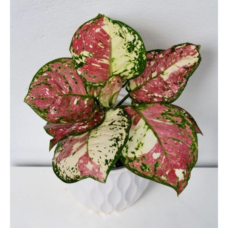 Jual Aglaonema tri color / Aglonema tri color Remaja florist nursery ...