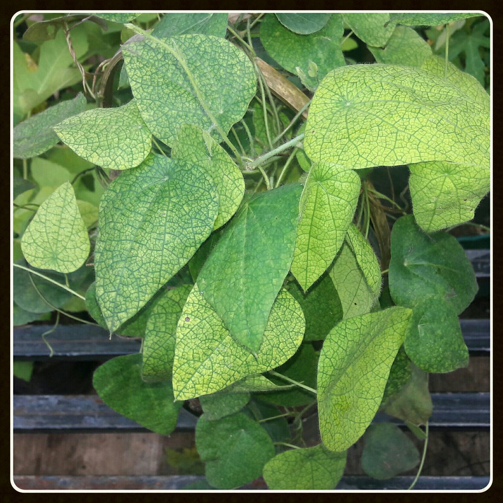 Jual Tanaman Cincau Bulu Cincau Rambat Bisa Pakai Gojek Keren | Shopee ...