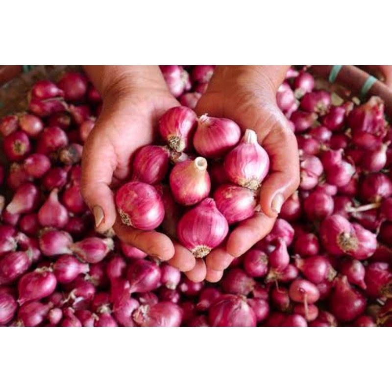 Jual Bawang Merah Brebes pilihan besar besar | Shopee Indonesia
