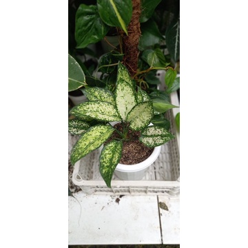 Jual Tanaman Hias Indoor Aglaonema Snow White Shopee Indonesia