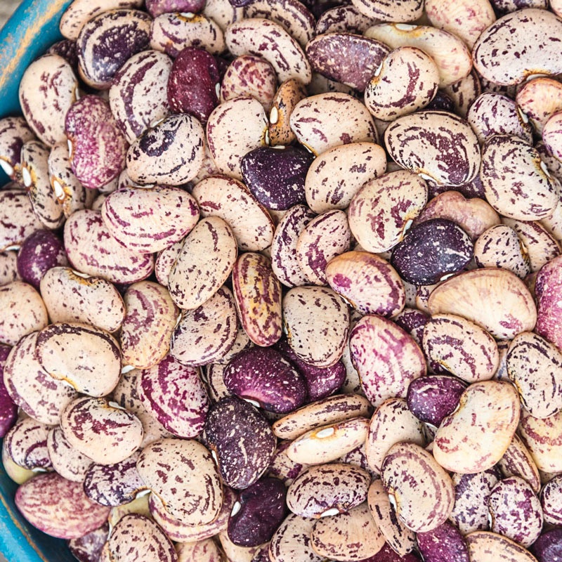 Bibit Benih Sayuran Kacang Koro Kratok Batik Mix (5 Butir)
