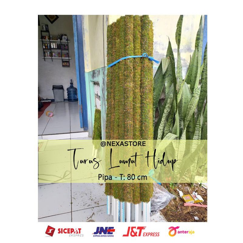 Jual Turus Lumut Hidup Penyangga Tanaman Rambat Pipa 80 Cm Shopee