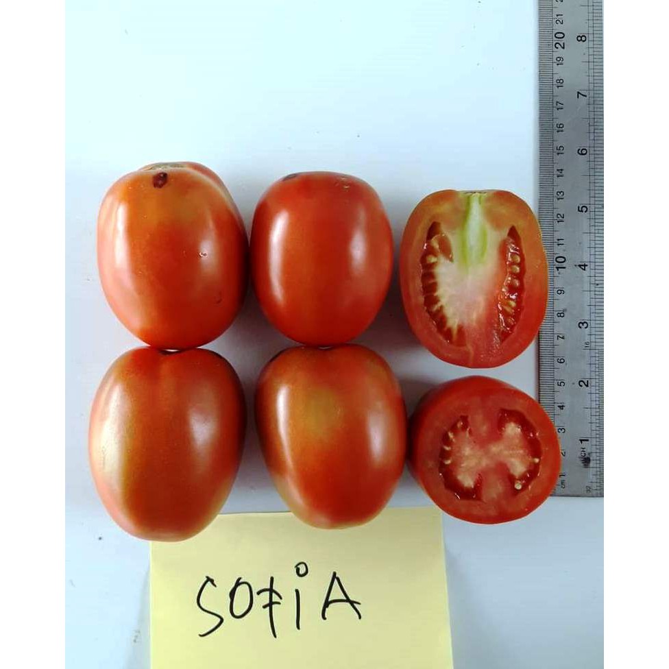 Jual Benih Cap Rusa - 3500 BENIH BIBIT BIJI TOMAT INDETERMINATE SOFIA ...