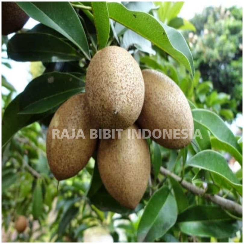 Jual Bibit Tanaman Buah Sawo Manila Shopee Indonesia