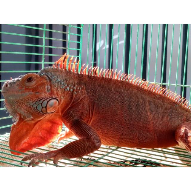 Jual Iguana super red | Shopee Indonesia