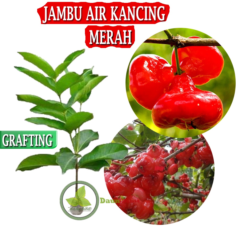 Jual Jambu Air Kancing Merah Okulasi Indukan Super | Shopee Indonesia