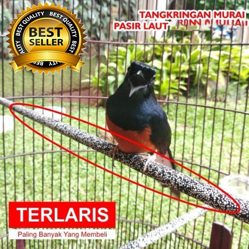 Jual Tangkringan Pasir Laut Burung Murai Pcs Kayu Jati Panjang Cm