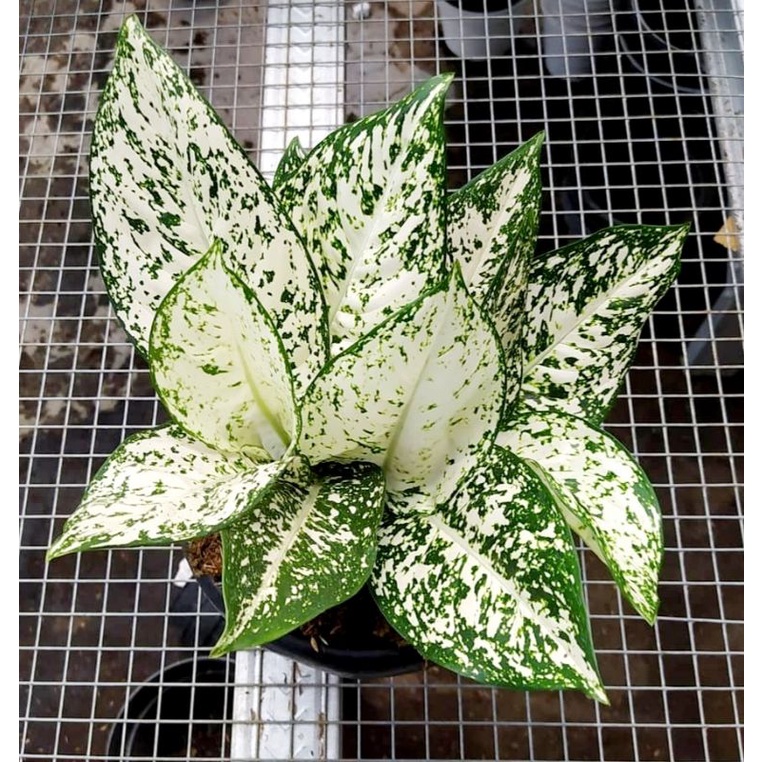 Jual Tanaman Hias Aglonema Red Anjamani / Tanaman Hias Anakan Aglonema ...