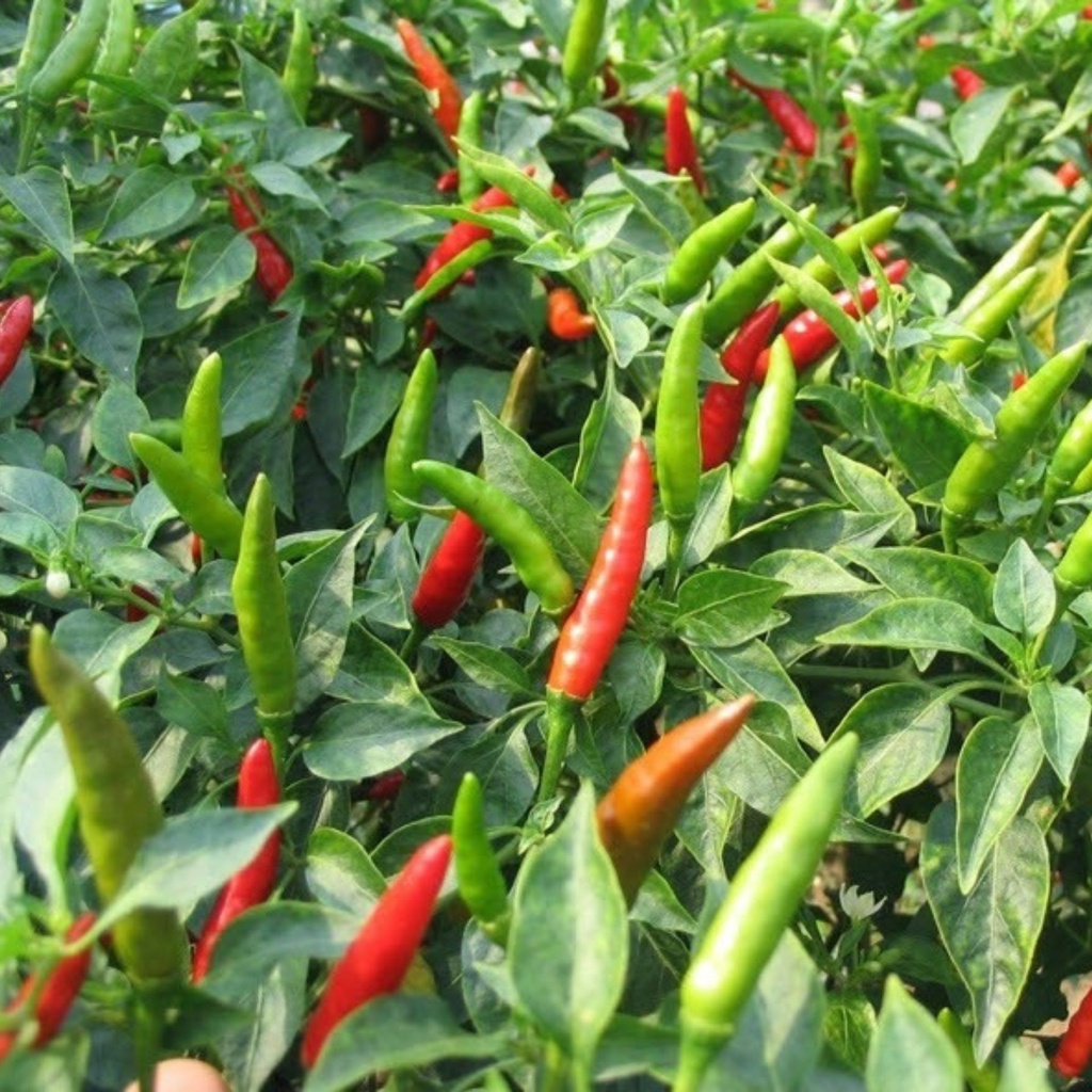 Jual 10 Biji Benih Cabe Rawit Hibrida F1 Robin Bibit Cabai Rawit Hijau ...