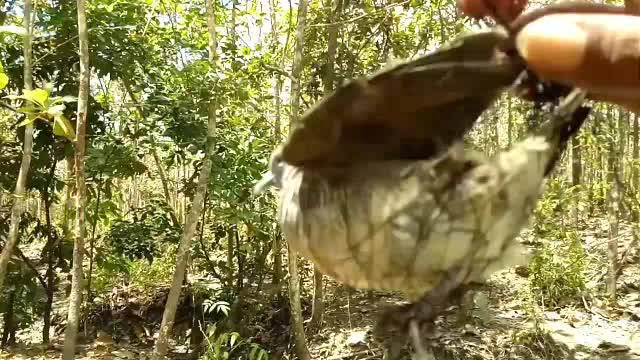 Jual jaring manuk JARING BURUNG CRUCUKAN JALA JARING TRUCUK JARING ...