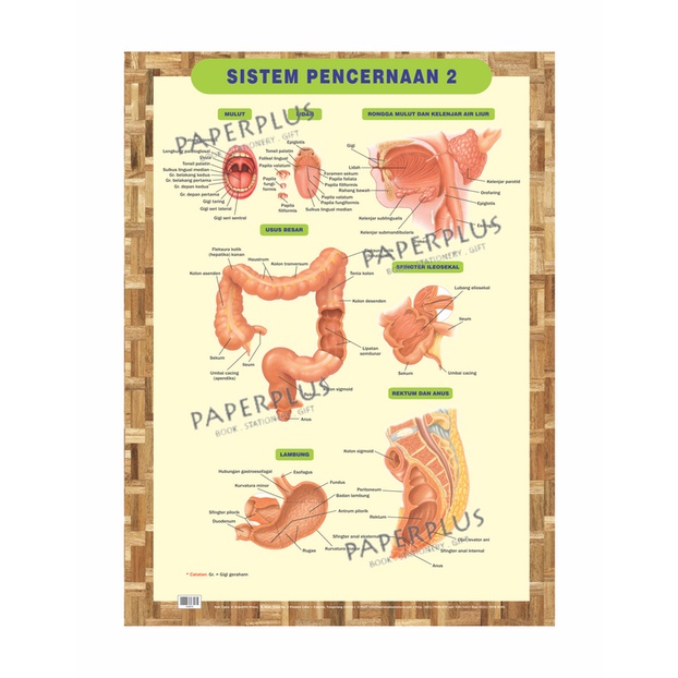 Jual Poster Kedokteran / Kesehatan / Sistem Pencernaan 2 | Shopee Indonesia