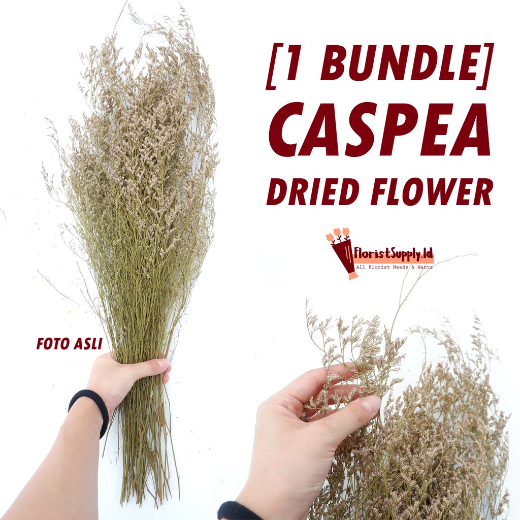 Jual FLOPY [1 Bundle] CASPEA Dried Flower Premium 60gr Flopy florist ...