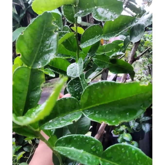 Jual DAUN JEEUK RAGI SEGAR | Shopee Indonesia