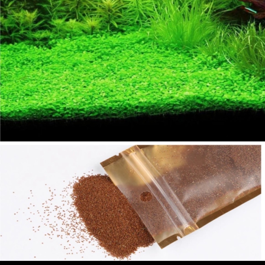 Jual BIBIT BENIH SMALL LEAF GRASS / CARPET SEED AQUASCAPE / AQUARIUM