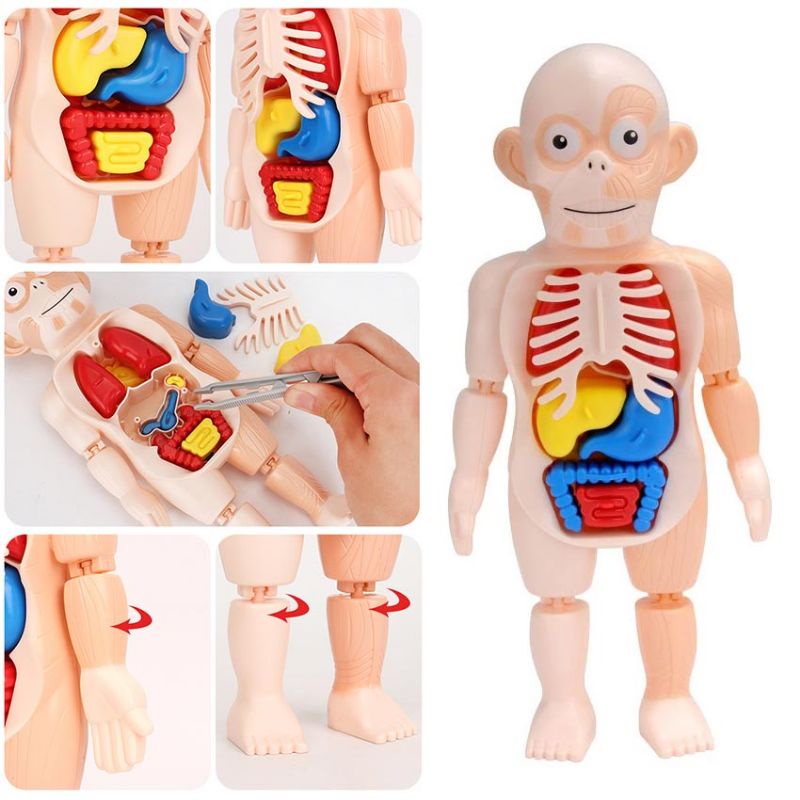 Jual Human Body puzzle | Shopee Indonesia