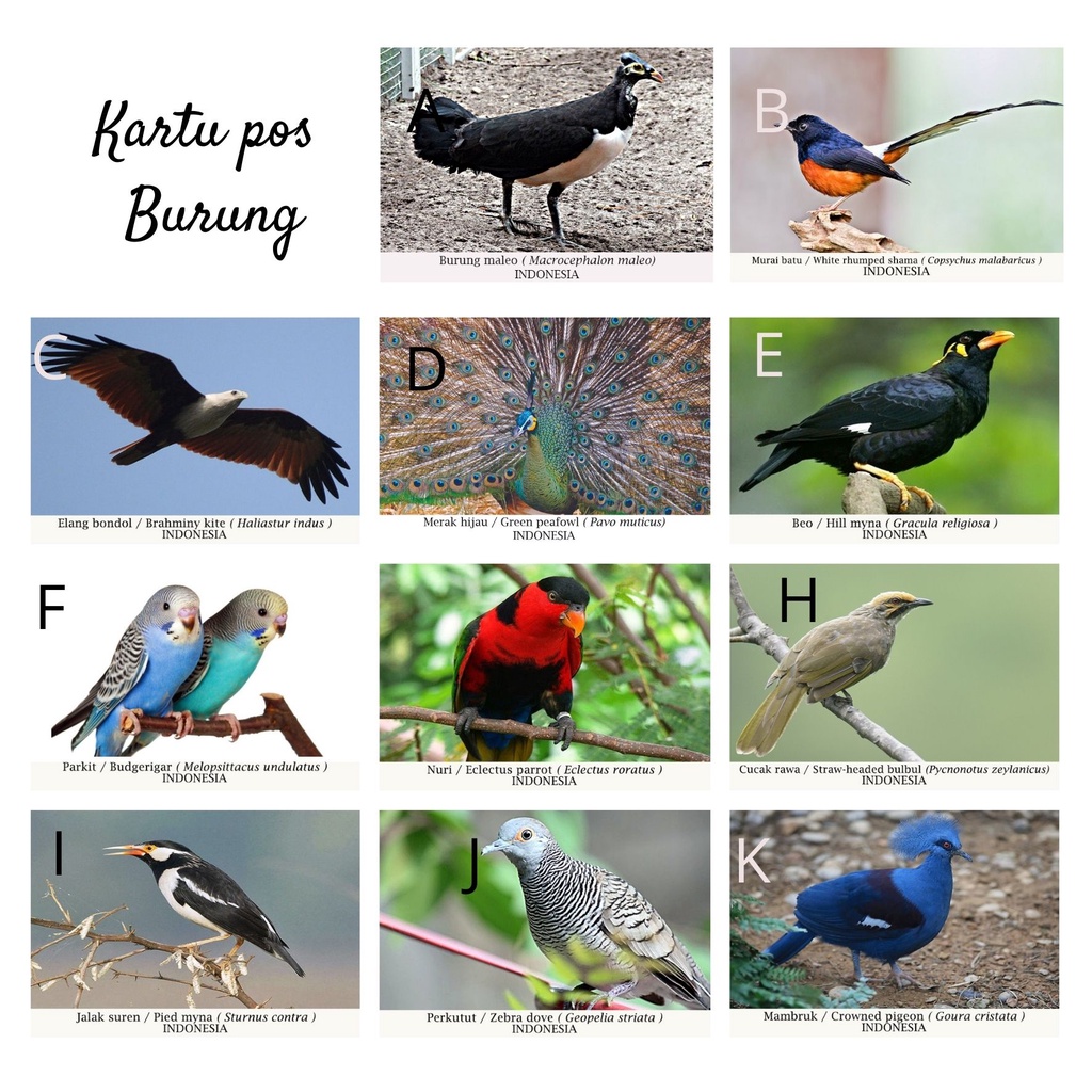 Jual MC- Kartu pos kartupos Burung / Bird Postcard | Shopee Indonesia