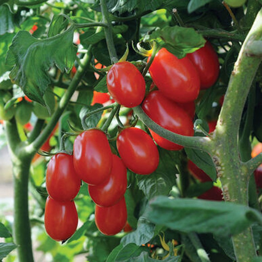 Jual Biji Sayur Tomat Pear Merah - Bibit Tanaman Sayur Tomat Red Pear ...