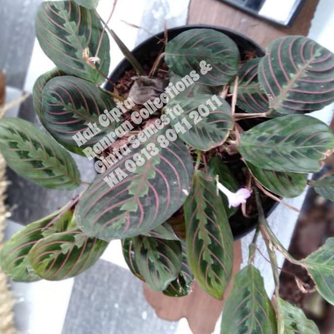 Jual Bibit Tanaman Calathea Marantha Leuconeura Erythroneura Real Plant ...