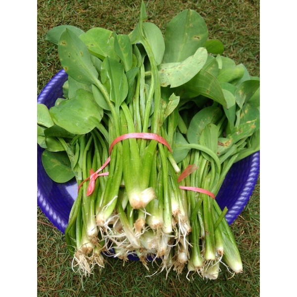 Jual Sayuran Segar Genjer Daun Muda Segar Eceng Sayur Gendot 100g