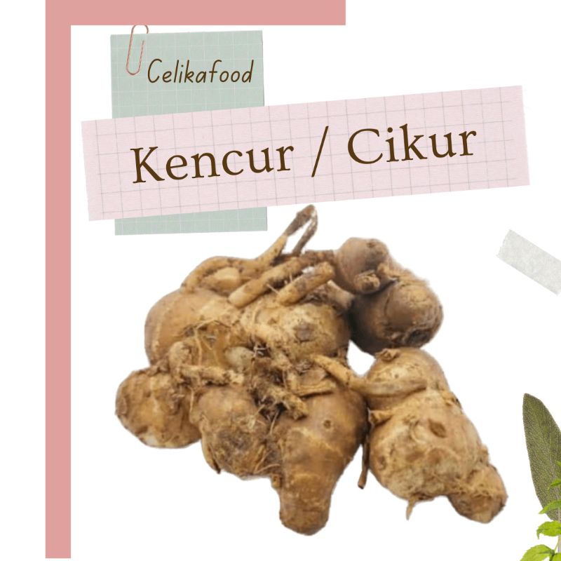 Jual Kencur 100gr Cikur Rempah Tradisional Bumbu Masakan Seblak Fresh