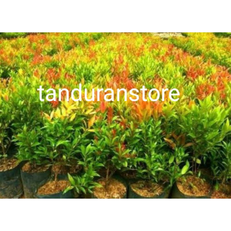 Bibit tanaman bunga hias pucuk merah murah