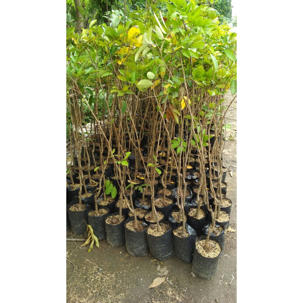 Jual Bibit Rambutan Rapiah | Shopee Indonesia