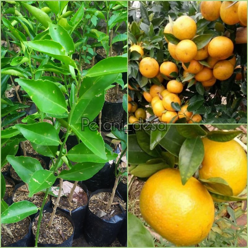 Jual Bibit Tanaman Buah Jeruk Keprok Rgl Shopee Indonesia