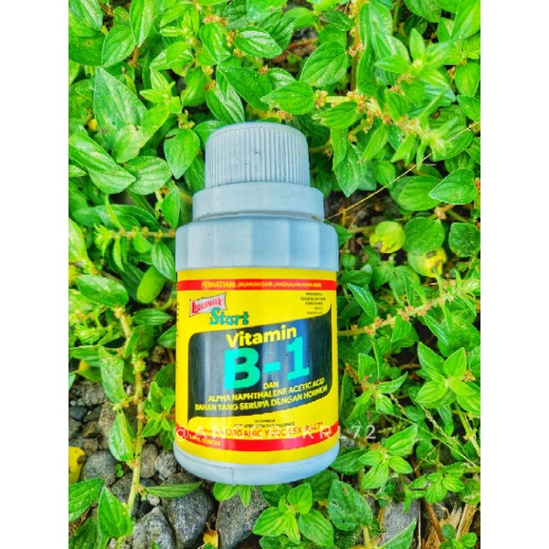 Vitamin B1: Nutrisi Penting untuk Pertumbuhan dan Kesehatan Tanaman