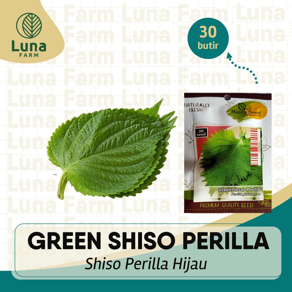 Jual Benih Daun Green Shiso Perilla Haira Seed Kemasan Urban Isi 30 ...