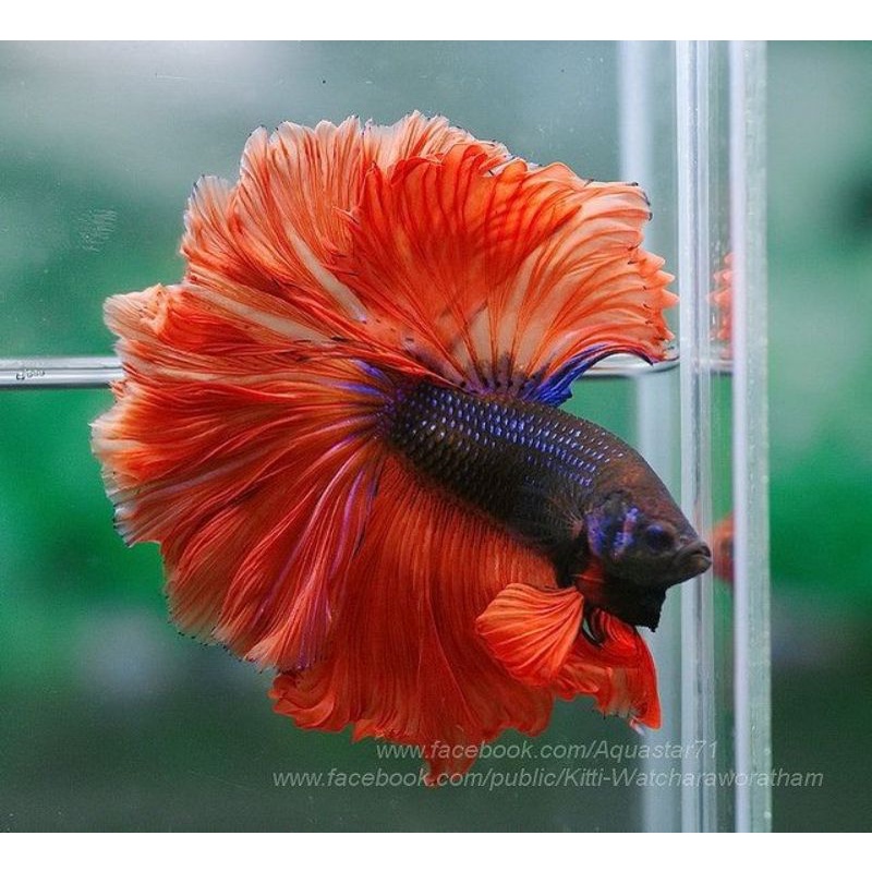 Jual MALE HALFMOON SIZ M/M++ | Shopee Indonesia