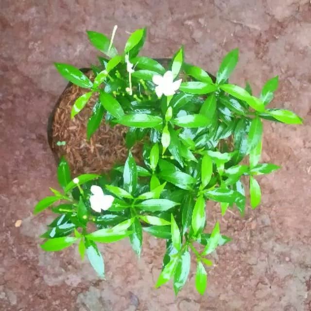 Jual Tanaman Hias Bunga Rembusa Mini Daun Hijau | Shopee Indonesia