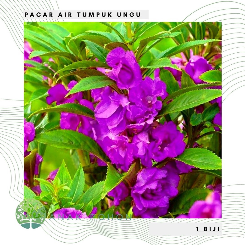 Jual Benih Bibit Biji - Bunga Pacar Air Tumpuk UNGU / Purple Rose ...