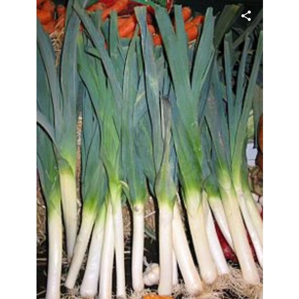 Jual Bawang Prei Terlengkap & Harga Terbaru Juli 2026 | Shopee Indonesia