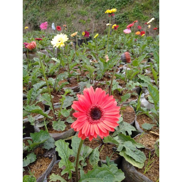 Jual BUNGA GARBERA / HERBRAS - TANAMAN HIAS | Shopee Indonesia