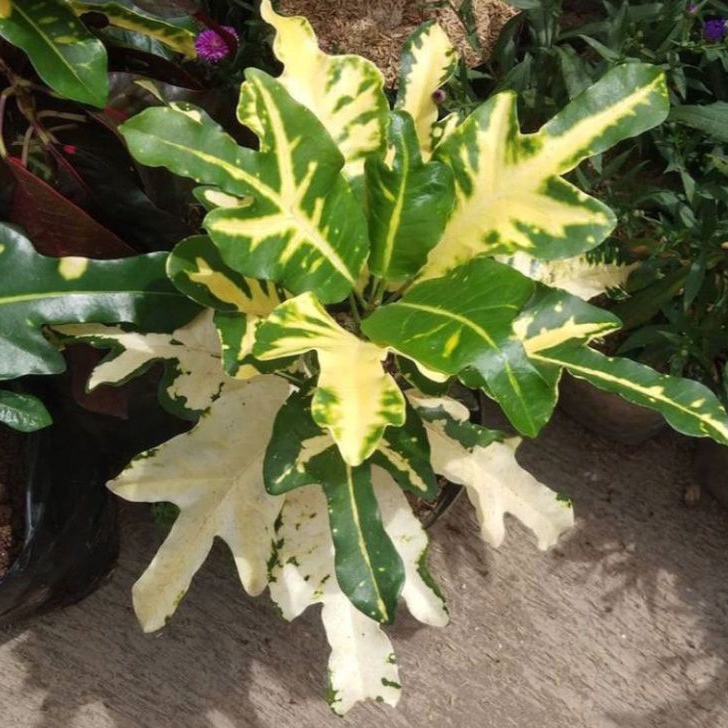 Jual Tanaman hias Puring Terang Bulan/Puring Z Terang Bulan/pohon ...