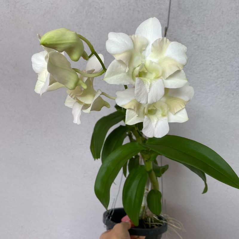 Jual Anggrek Dendrobium Liberty X King Dragon Shopee Indonesia