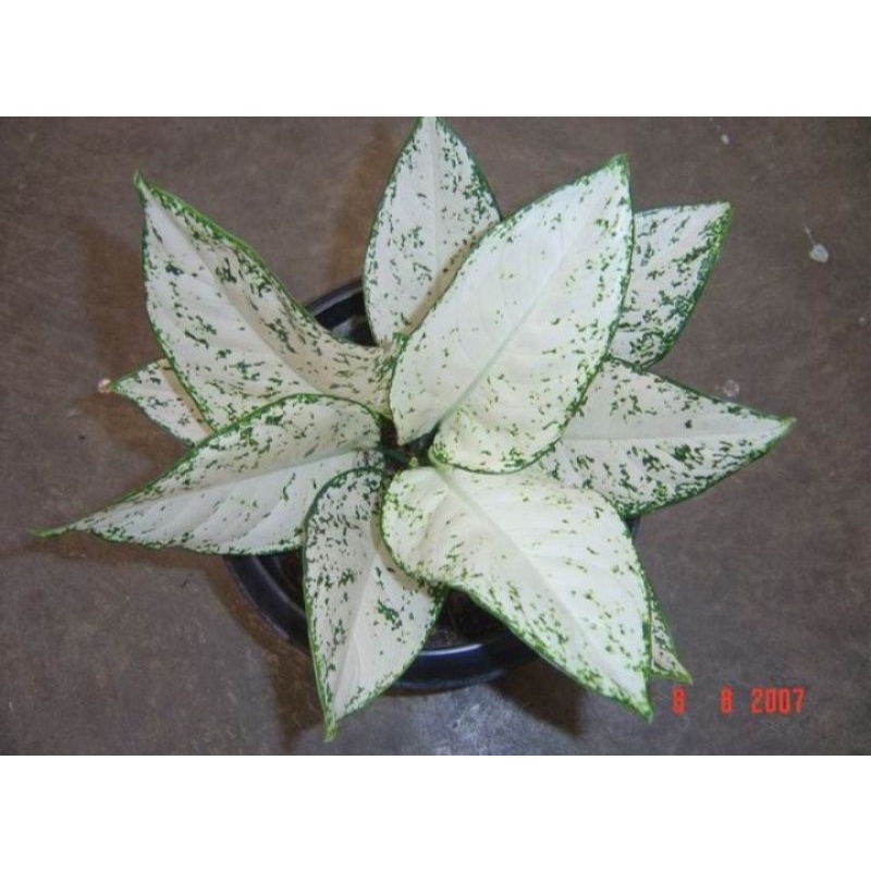 Jual Tanaman Hias Aglaonema Snow White Aglonema Snow White Bunga Hidup Murah Shopee Indonesia