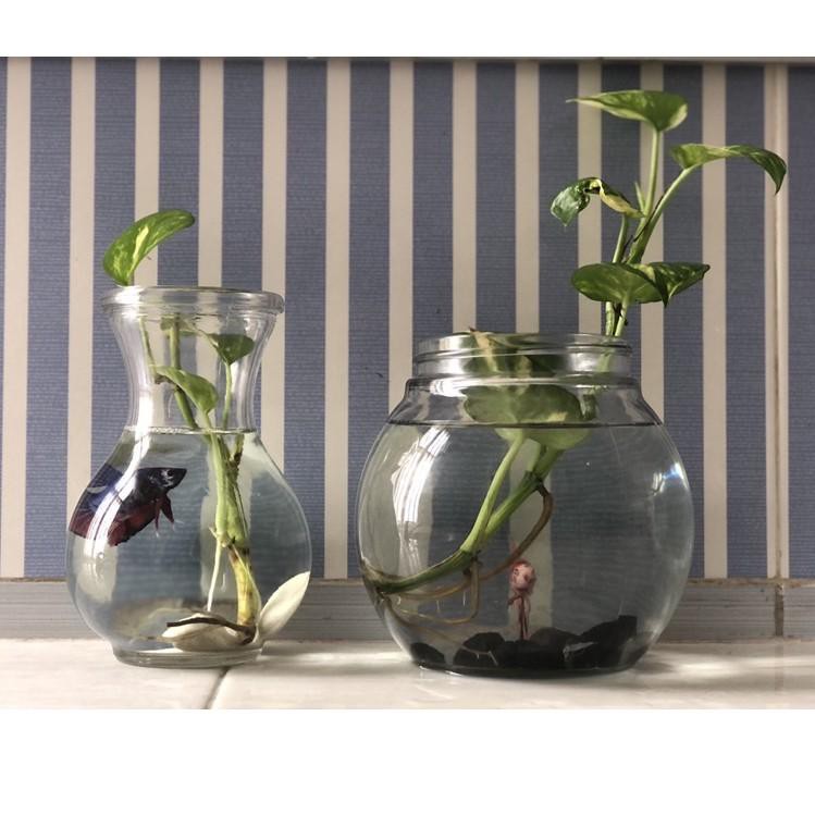 Jual HARGA GROSIR >> Aquarium Mini Ikan Cupang / Betta Fish Botol / Vas ...