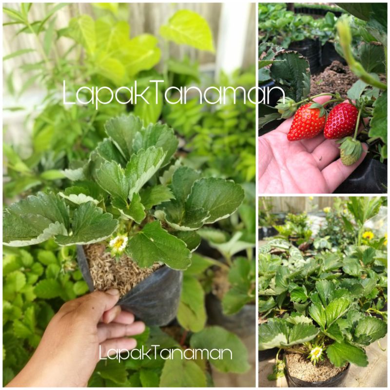 Jual Tanaman Bibit Buah Strawberry California (sudah Berbuah Atau ...