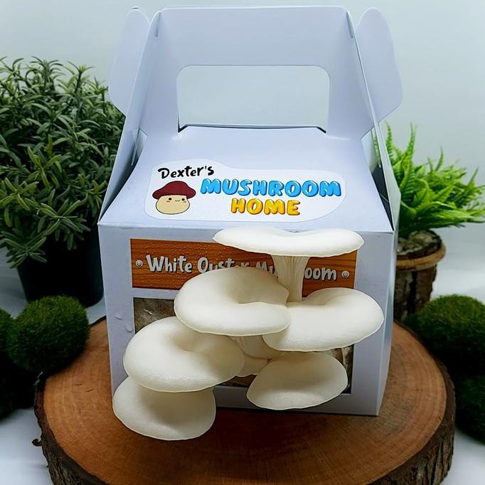 Jual TERMURAH Dexter's Mushroom Home Grow Kit, Jamur Tiram / Oyster
