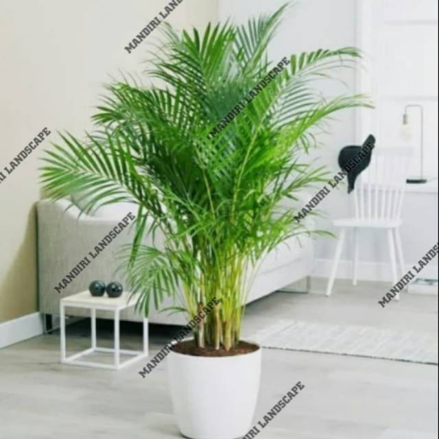 Jual Tanaman Hias Pot Palem Kuning Tinggi 1 Meter - Pohon Palem Kuning ...