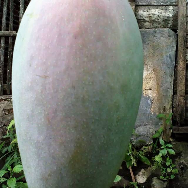 Bibit tanaman mangga mahatir jumbo/mangga super jumbo/mangg impor