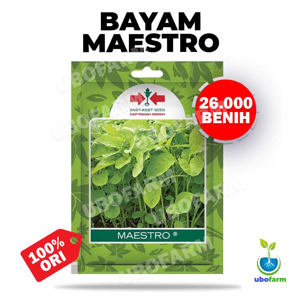 Jual Benih Bayam Hijau Maestro SP Cap Panah Merah Isi 26000 Benih ...