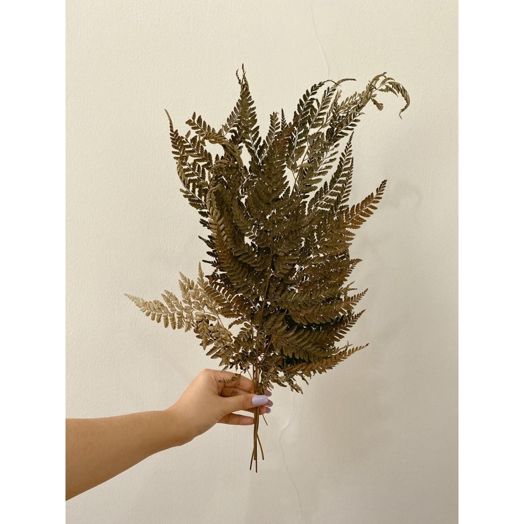 Jual Dried flower type C / bunga kering type c / bunga pakis | Shopee ...