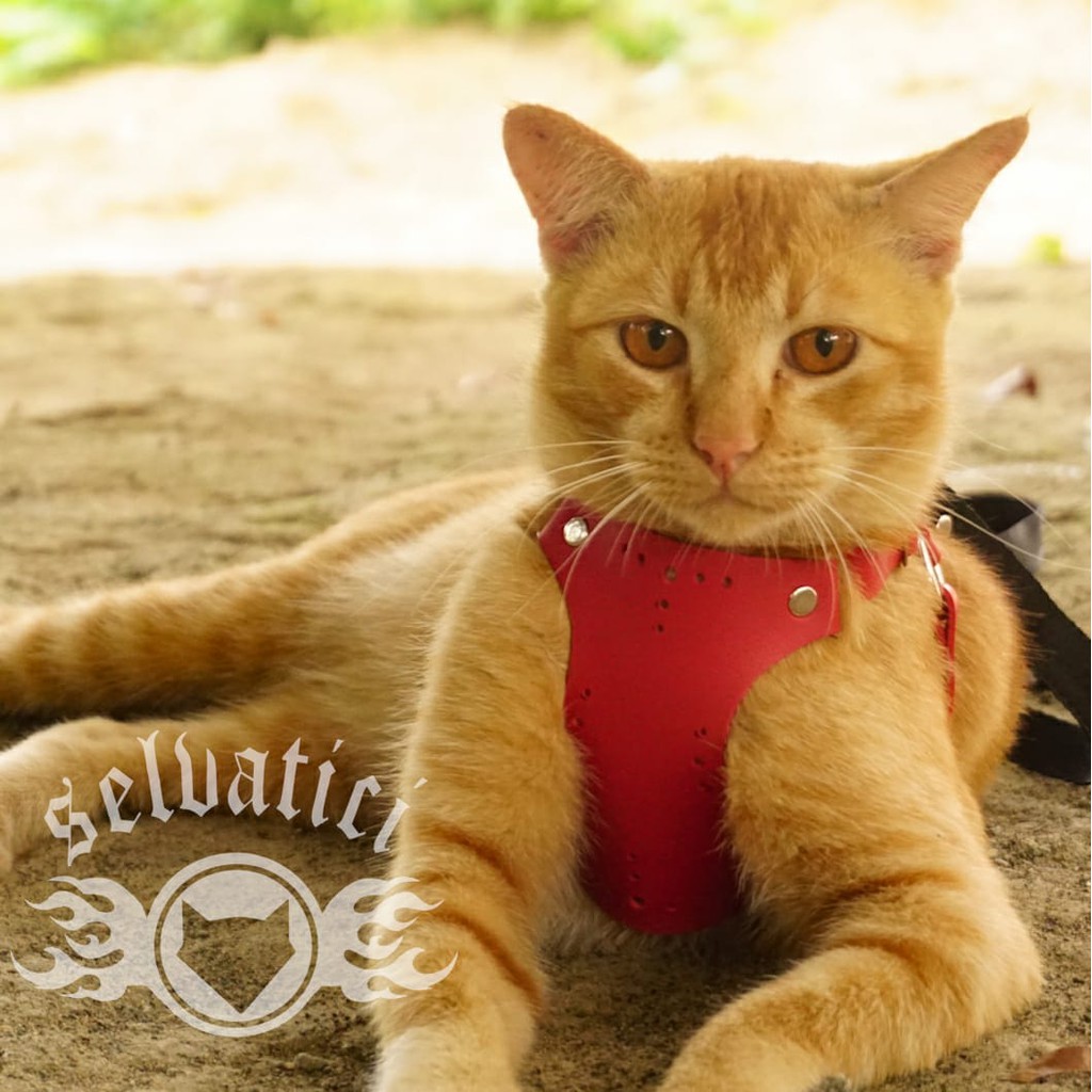 Jual Kucing Bengal Terlengkap & Harga Terbaru Juli 2026 | Shopee Indonesia