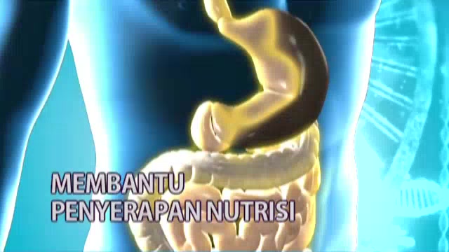 Jual PROMO HEBOH !! Botol MEGA 6 LARGE 600ml - Botol Terapi DIABETES ...