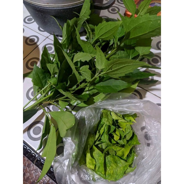 Jual Daun Balakacida Kg Shopee Indonesia